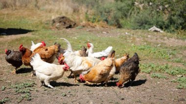 Tavuk çiftliği. Kırsal Kümes Hayvanları, Tavuklar ve Horozlar Tarım, Tarım, Veterinerlik ve Gıda Üretimi İçin Çiftlikte Yumurtalarla Yürüyor ve Besleniyor