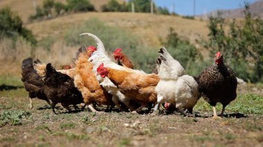Tavuk çiftliği. Kırsal Kümes Hayvanları, Tavuklar ve Horozlar Tarım, Tarım, Veterinerlik ve Gıda Üretimi İçin Çiftlikte Yumurtalarla Yürüyor ve Besleniyor