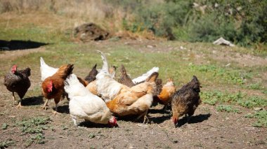 Tavuk çiftliği. Kırsal Kümes Hayvanları, Tavuklar ve Horozlar Tarım, Tarım, Veterinerlik ve Gıda Üretimi İçin Çiftlikte Yumurtalarla Yürüyor ve Besleniyor