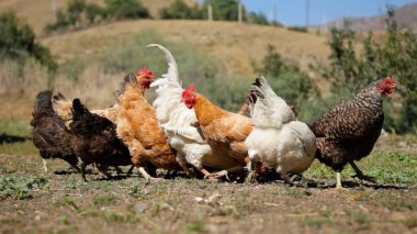 Tavuk çiftliği. Kırsal Kümes Hayvanları, Tavuklar ve Horozlar Tarım, Tarım, Veterinerlik ve Gıda Üretimi İçin Çiftlikte Yumurtalarla Yürüyor ve Besleniyor