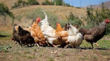 Tavuk çiftliği. Kırsal Kümes Hayvanları, Tavuklar ve Horozlar Tarım, Tarım, Veterinerlik ve Gıda Üretimi İçin Çiftlikte Yumurtalarla Yürüyor ve Besleniyor