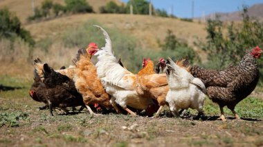 Tavuk çiftliği. Kırsal Kümes Hayvanları, Tavuklar ve Horozlar Tarım, Tarım, Veterinerlik ve Gıda Üretimi İçin Çiftlikte Yumurtalarla Yürüyor ve Besleniyor