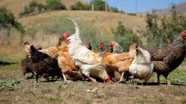 Tavuk çiftliği. Kırsal Kümes Hayvanları, Tavuklar ve Horozlar Tarım, Tarım, Veterinerlik ve Gıda Üretimi İçin Çiftlikte Yumurtalarla Yürüyor ve Besleniyor