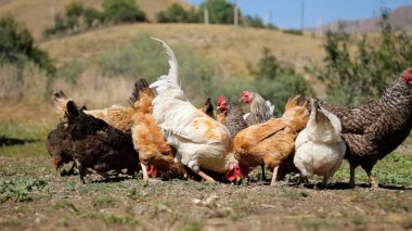 Tavuk çiftliği. Kırsal Kümes Hayvanları, Tavuklar ve Horozlar Tarım, Tarım, Veterinerlik ve Gıda Üretimi İçin Çiftlikte Yumurtalarla Yürüyor ve Besleniyor