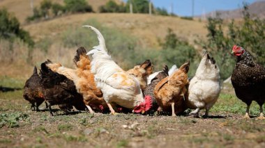Tavuk çiftliği. Kırsal Kümes Hayvanları, Tavuklar ve Horozlar Tarım, Tarım, Veterinerlik ve Gıda Üretimi İçin Çiftlikte Yumurtalarla Yürüyor ve Besleniyor