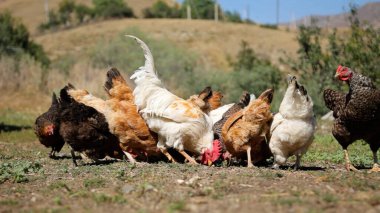 Tavuk çiftliği. Kırsal Kümes Hayvanları, Tavuklar ve Horozlar Tarım, Tarım, Veterinerlik ve Gıda Üretimi İçin Çiftlikte Yumurtalarla Yürüyor ve Besleniyor