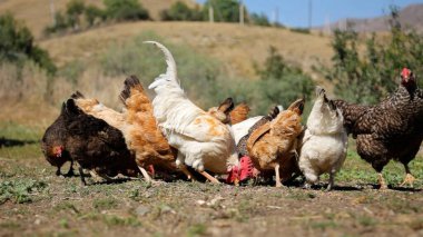 Tavuk çiftliği. Kırsal Kümes Hayvanları, Tavuklar ve Horozlar Tarım, Tarım, Veterinerlik ve Gıda Üretimi İçin Çiftlikte Yumurtalarla Yürüyor ve Besleniyor
