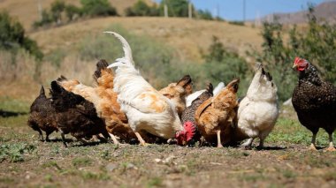 Tavuk çiftliği. Kırsal Kümes Hayvanları, Tavuklar ve Horozlar Tarım, Tarım, Veterinerlik ve Gıda Üretimi İçin Çiftlikte Yumurtalarla Yürüyor ve Besleniyor