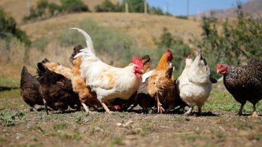 Tavuk çiftliği. Kırsal Kümes Hayvanları, Tavuklar ve Horozlar Tarım, Tarım, Veterinerlik ve Gıda Üretimi İçin Çiftlikte Yumurtalarla Yürüyor ve Besleniyor