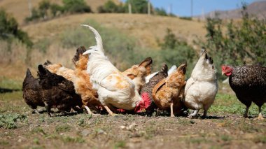 Tavuk çiftliği. Kırsal Kümes Hayvanları, Tavuklar ve Horozlar Tarım, Tarım, Veterinerlik ve Gıda Üretimi İçin Çiftlikte Yumurtalarla Yürüyor ve Besleniyor