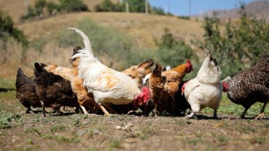 Tavuk çiftliği. Kırsal Kümes Hayvanları, Tavuklar ve Horozlar Tarım, Tarım, Veterinerlik ve Gıda Üretimi İçin Çiftlikte Yumurtalarla Yürüyor ve Besleniyor