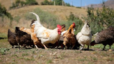 Tavuk çiftliği. Kırsal Kümes Hayvanları, Tavuklar ve Horozlar Tarım, Tarım, Veterinerlik ve Gıda Üretimi İçin Çiftlikte Yumurtalarla Yürüyor ve Besleniyor