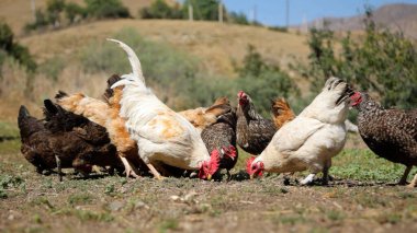 Tavuk çiftliği. Kırsal Kümes Hayvanları, Tavuklar ve Horozlar Tarım, Tarım, Veterinerlik ve Gıda Üretimi İçin Çiftlikte Yumurtalarla Yürüyor ve Besleniyor