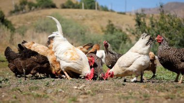 Tavuk çiftliği. Kırsal Kümes Hayvanları, Tavuklar ve Horozlar Tarım, Tarım, Veterinerlik ve Gıda Üretimi İçin Çiftlikte Yumurtalarla Yürüyor ve Besleniyor