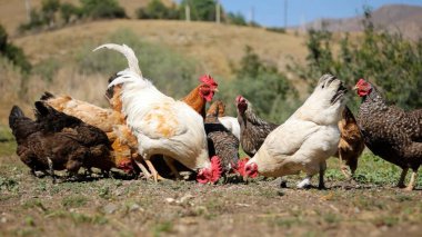 Tavuk çiftliği. Kırsal Kümes Hayvanları, Tavuklar ve Horozlar Tarım, Tarım, Veterinerlik ve Gıda Üretimi İçin Çiftlikte Yumurtalarla Yürüyor ve Besleniyor