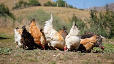 Tavuk çiftliği. Kırsal Kümes Hayvanları, Tavuklar ve Horozlar Tarım, Tarım, Veterinerlik ve Gıda Üretimi İçin Çiftlikte Yumurtalarla Yürüyor ve Besleniyor