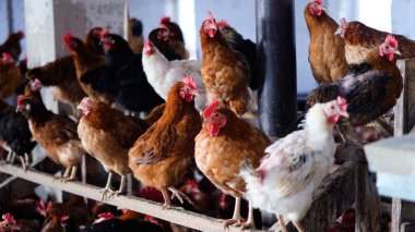 Tavuk çiftliği. Kırsal Kümes Hayvanları, Tavuklar ve Horozlar Tarım, Tarım, Veterinerlik ve Gıda Üretimi İçin Çiftlikte Yumurtalarla Yürüyor ve Besleniyor