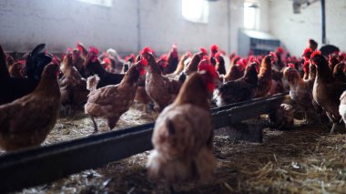 Tavuk çiftliği. Kırsal Kümes Hayvanları, Tavuklar ve Horozlar Tarım, Tarım, Veterinerlik ve Gıda Üretimi İçin Çiftlikte Yumurtalarla Yürüyor ve Besleniyor