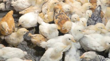 Tavuk çiftliği. Kırsal Kümes Hayvanları, Tavuklar ve Horozlar Tarım, Tarım, Veterinerlik ve Gıda Üretimi İçin Çiftlikte Yumurtalarla Yürüyor ve Besleniyor