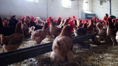 Tavuk çiftliği. Kırsal Kümes Hayvanları, Tavuklar ve Horozlar Tarım, Tarım, Veterinerlik ve Gıda Üretimi İçin Çiftlikte Yumurtalarla Yürüyor ve Besleniyor