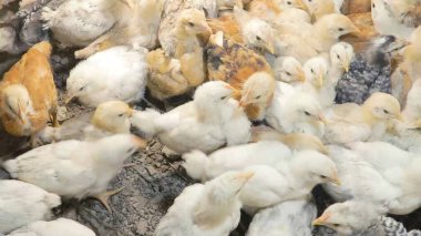 Tavuk çiftliği. Kırsal Kümes Hayvanları, Tavuklar ve Horozlar Tarım, Tarım, Veterinerlik ve Gıda Üretimi İçin Çiftlikte Yumurtalarla Yürüyor ve Besleniyor