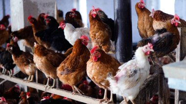 Tavuk çiftliği. Kırsal Kümes Hayvanları, Tavuklar ve Horozlar Tarım, Tarım, Veterinerlik ve Gıda Üretimi İçin Çiftlikte Yumurtalarla Yürüyor ve Besleniyor