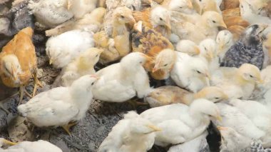 Tavuk çiftliği. Kırsal Kümes Hayvanları, Tavuklar ve Horozlar Tarım, Tarım, Veterinerlik ve Gıda Üretimi İçin Çiftlikte Yumurtalarla Yürüyor ve Besleniyor