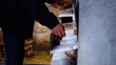 Tavuk çiftliği. Kırsal Kümes Hayvanları, Tavuklar ve Horozlar Tarım, Tarım, Veterinerlik ve Gıda Üretimi İçin Çiftlikte Yumurtalarla Yürüyor ve Besleniyor