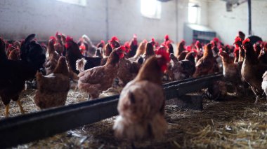 Tavuk çiftliği. Kırsal Kümes Hayvanları, Tavuklar ve Horozlar Tarım, Tarım, Veterinerlik ve Gıda Üretimi İçin Çiftlikte Yumurtalarla Yürüyor ve Besleniyor