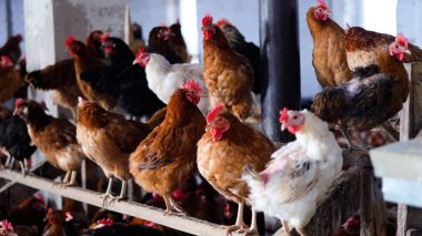 Tavuk çiftliği. Kırsal Kümes Hayvanları, Tavuklar ve Horozlar Tarım, Tarım, Veterinerlik ve Gıda Üretimi İçin Çiftlikte Yumurtalarla Yürüyor ve Besleniyor