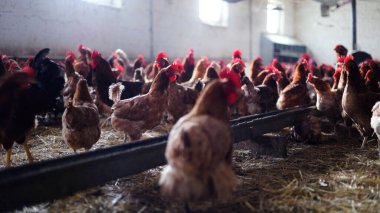 Tavuk çiftliği. Kırsal Kümes Hayvanları, Tavuklar ve Horozlar Tarım, Tarım, Veterinerlik ve Gıda Üretimi İçin Çiftlikte Yumurtalarla Yürüyor ve Besleniyor