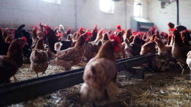 Tavuk çiftliği. Kırsal Kümes Hayvanları, Tavuklar ve Horozlar Tarım, Tarım, Veterinerlik ve Gıda Üretimi İçin Çiftlikte Yumurtalarla Yürüyor ve Besleniyor