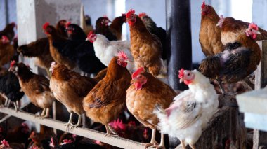 Tavuk çiftliği. Kırsal Kümes Hayvanları, Tavuklar ve Horozlar Tarım, Tarım, Veterinerlik ve Gıda Üretimi İçin Çiftlikte Yumurtalarla Yürüyor ve Besleniyor