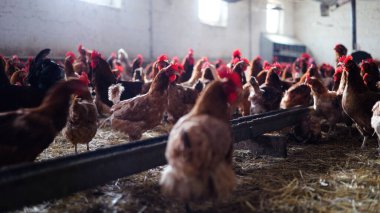 Tavuk çiftliği. Kırsal Kümes Hayvanları, Tavuklar ve Horozlar Tarım, Tarım, Veterinerlik ve Gıda Üretimi İçin Çiftlikte Yumurtalarla Yürüyor ve Besleniyor