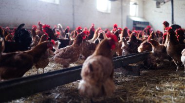 Tavuk çiftliği. Kırsal Kümes Hayvanları, Tavuklar ve Horozlar Tarım, Tarım, Veterinerlik ve Gıda Üretimi İçin Çiftlikte Yumurtalarla Yürüyor ve Besleniyor