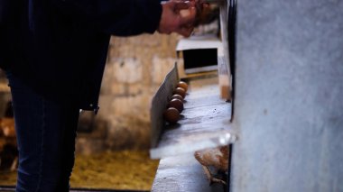 Tavuk çiftliği. Kırsal Kümes Hayvanları, Tavuklar ve Horozlar Tarım, Tarım, Veterinerlik ve Gıda Üretimi İçin Çiftlikte Yumurtalarla Yürüyor ve Besleniyor