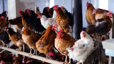 Tavuk çiftliği. Kırsal Kümes Hayvanları, Tavuklar ve Horozlar Tarım, Tarım, Veterinerlik ve Gıda Üretimi İçin Çiftlikte Yumurtalarla Yürüyor ve Besleniyor