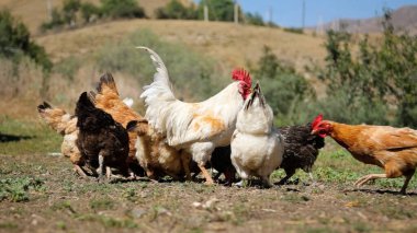 Tavuk çiftliği. Kırsal Kümes Hayvanları, Tavuklar ve Horozlar Tarım, Tarım, Veterinerlik ve Gıda Üretimi İçin Çiftlikte Yumurtalarla Yürüyor ve Besleniyor