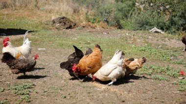 Tavuk çiftliği. Kırsal Kümes Hayvanları, Tavuklar ve Horozlar Tarım, Tarım, Veterinerlik ve Gıda Üretimi İçin Çiftlikte Yumurtalarla Yürüyor ve Besleniyor
