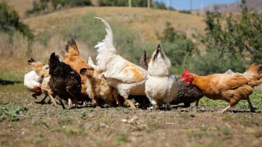 Tavuk çiftliği. Kırsal Kümes Hayvanları, Tavuklar ve Horozlar Tarım, Tarım, Veterinerlik ve Gıda Üretimi İçin Çiftlikte Yumurtalarla Yürüyor ve Besleniyor