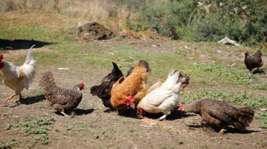 Tavuk çiftliği. Kırsal Kümes Hayvanları, Tavuklar ve Horozlar Tarım, Tarım, Veterinerlik ve Gıda Üretimi İçin Çiftlikte Yumurtalarla Yürüyor ve Besleniyor