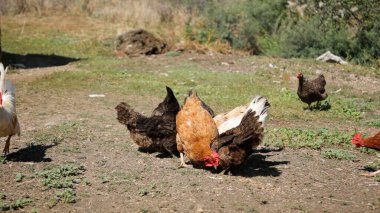 Tavuk çiftliği. Kırsal Kümes Hayvanları, Tavuklar ve Horozlar Tarım, Tarım, Veterinerlik ve Gıda Üretimi İçin Çiftlikte Yumurtalarla Yürüyor ve Besleniyor