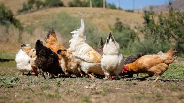 Tavuk çiftliği. Kırsal Kümes Hayvanları, Tavuklar ve Horozlar Tarım, Tarım, Veterinerlik ve Gıda Üretimi İçin Çiftlikte Yumurtalarla Yürüyor ve Besleniyor