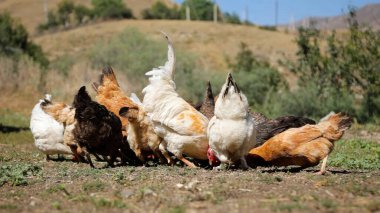 Tavuk çiftliği. Kırsal Kümes Hayvanları, Tavuklar ve Horozlar Tarım, Tarım, Veterinerlik ve Gıda Üretimi İçin Çiftlikte Yumurtalarla Yürüyor ve Besleniyor