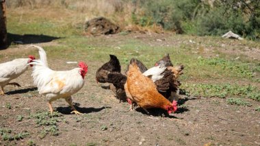 Tavuk çiftliği. Kırsal Kümes Hayvanları, Tavuklar ve Horozlar Tarım, Tarım, Veterinerlik ve Gıda Üretimi İçin Çiftlikte Yumurtalarla Yürüyor ve Besleniyor