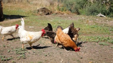 Tavuk çiftliği. Kırsal Kümes Hayvanları, Tavuklar ve Horozlar Tarım, Tarım, Veterinerlik ve Gıda Üretimi İçin Çiftlikte Yumurtalarla Yürüyor ve Besleniyor