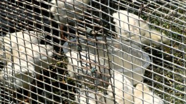 Tavuk çiftliği. Kırsal Kümes Hayvanları, Tavuklar ve Horozlar Tarım, Tarım, Veterinerlik ve Gıda Üretimi İçin Çiftlikte Yumurtalarla Yürüyor ve Besleniyor