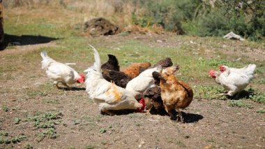 Tavuk çiftliği. Kırsal Kümes Hayvanları, Tavuklar ve Horozlar Tarım, Tarım, Veterinerlik ve Gıda Üretimi İçin Çiftlikte Yumurtalarla Yürüyor ve Besleniyor