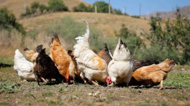 Tavuk çiftliği. Kırsal Kümes Hayvanları, Tavuklar ve Horozlar Tarım, Tarım, Veterinerlik ve Gıda Üretimi İçin Çiftlikte Yumurtalarla Yürüyor ve Besleniyor