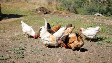 Tavuk çiftliği. Kırsal Kümes Hayvanları, Tavuklar ve Horozlar Tarım, Tarım, Veterinerlik ve Gıda Üretimi İçin Çiftlikte Yumurtalarla Yürüyor ve Besleniyor
